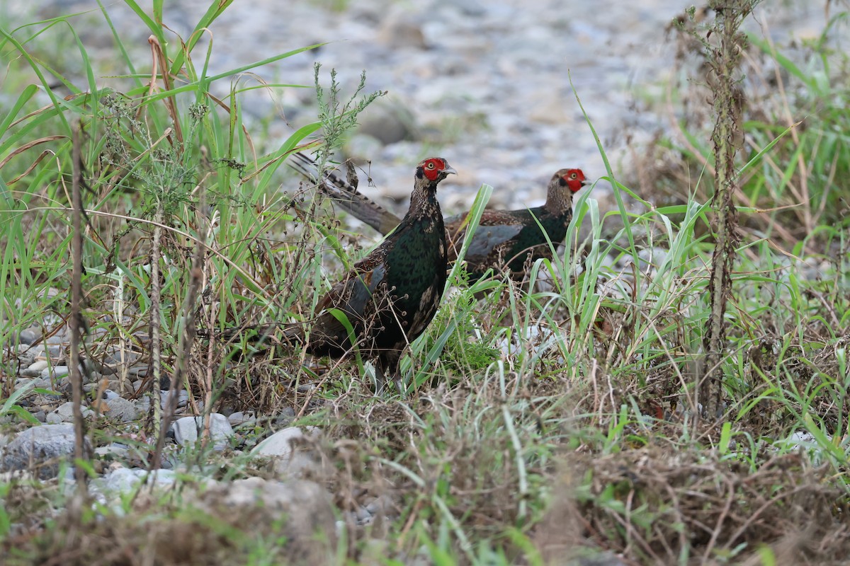 Green Pheasant - ML641901587