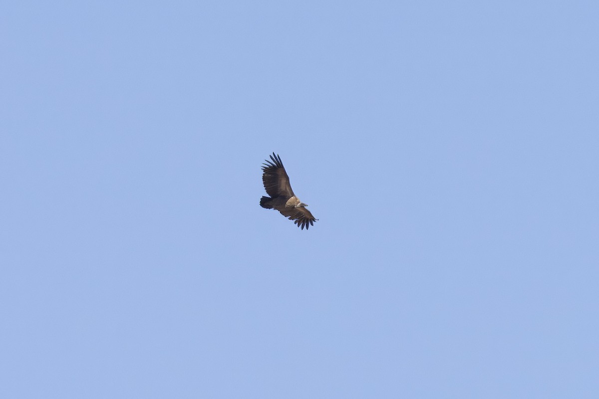 White-backed Vulture - ML641901600