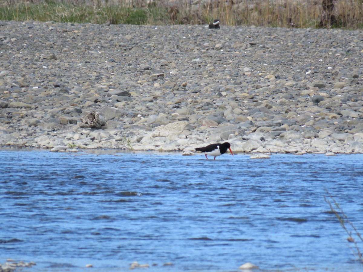 South Island Oystercatcher - ML641901601