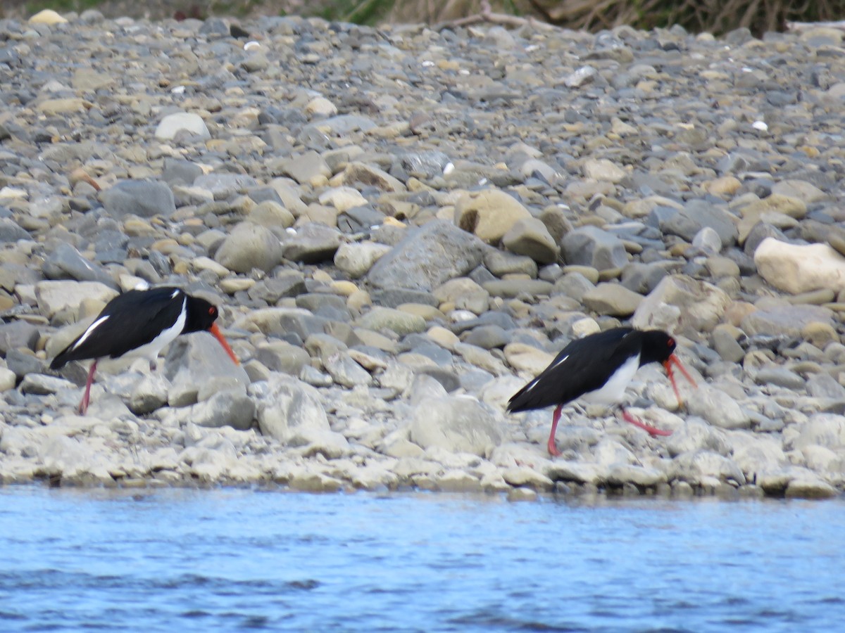 South Island Oystercatcher - ML641901613