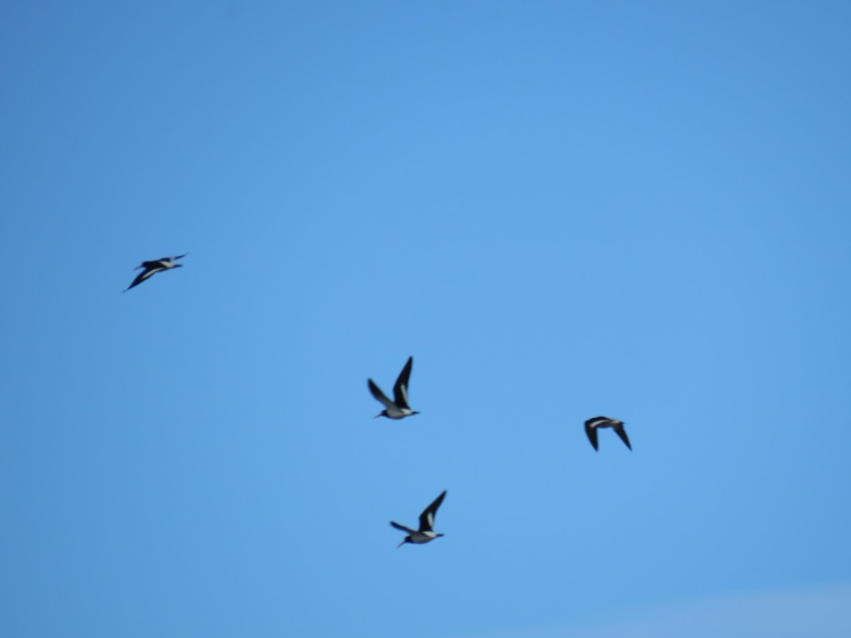 South Island Oystercatcher - ML641901616