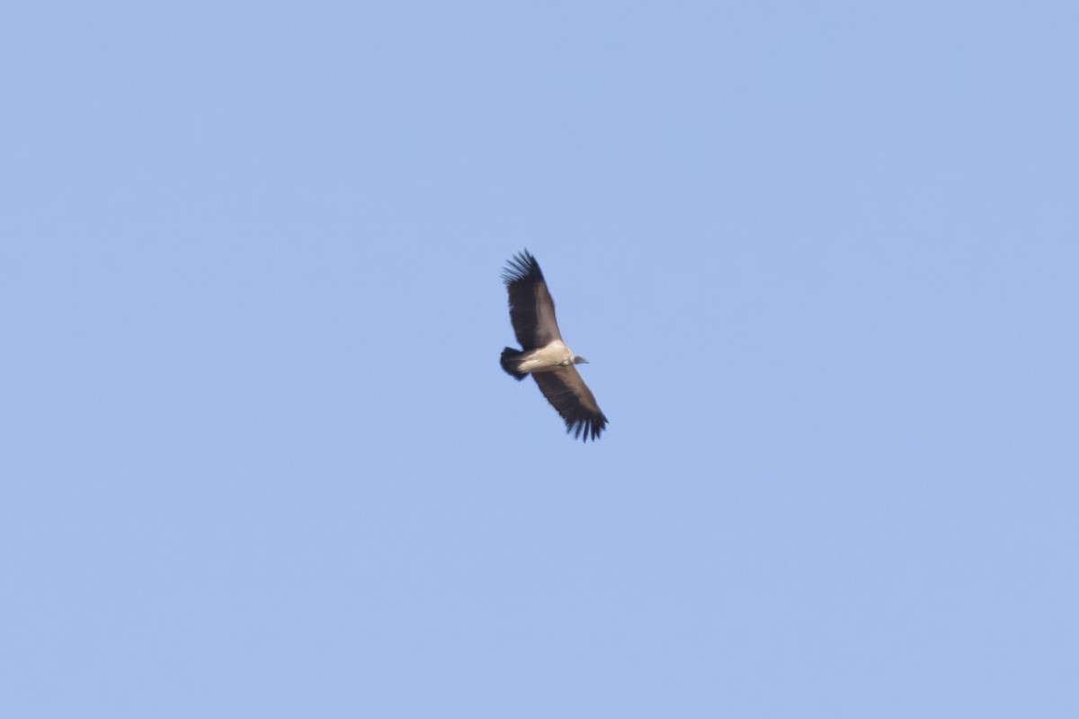 White-backed Vulture - ML641901633