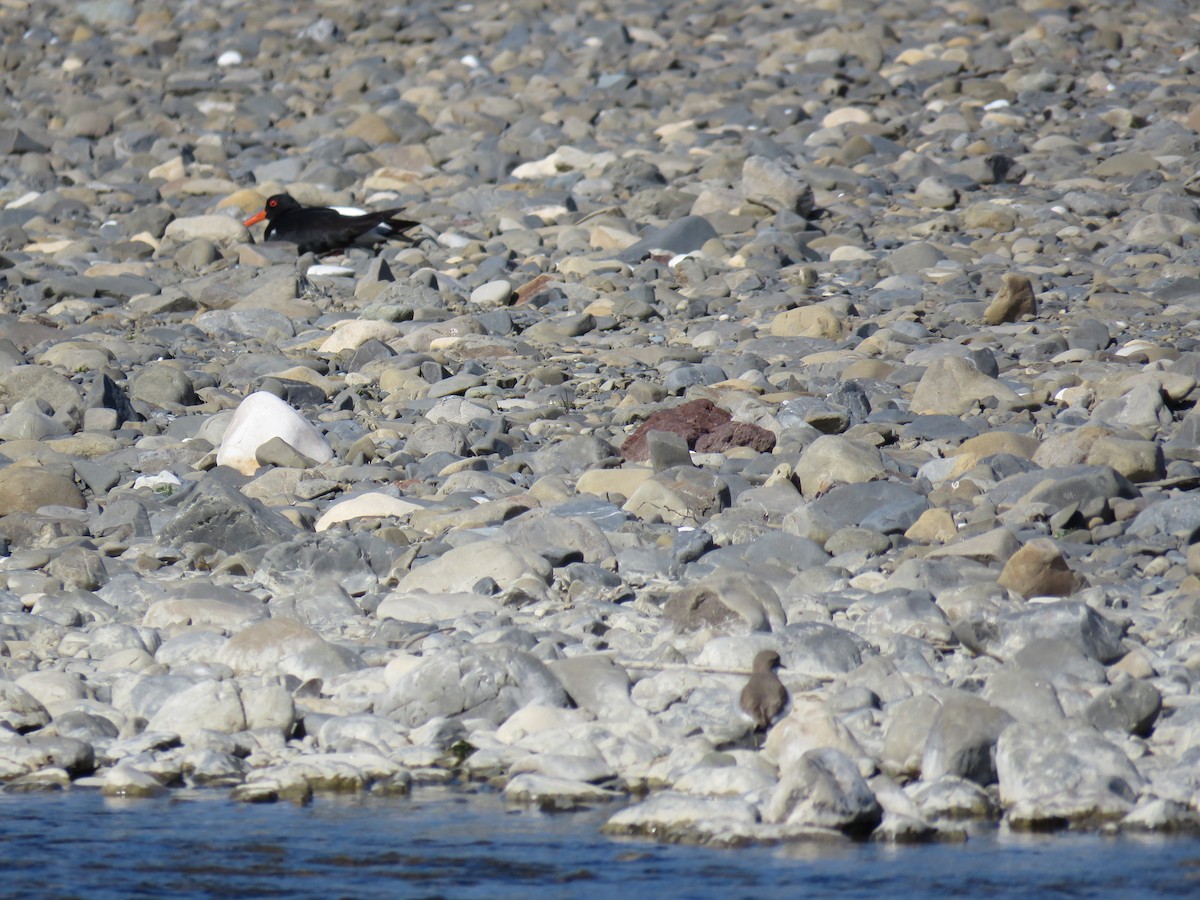 South Island Oystercatcher - ML641901646