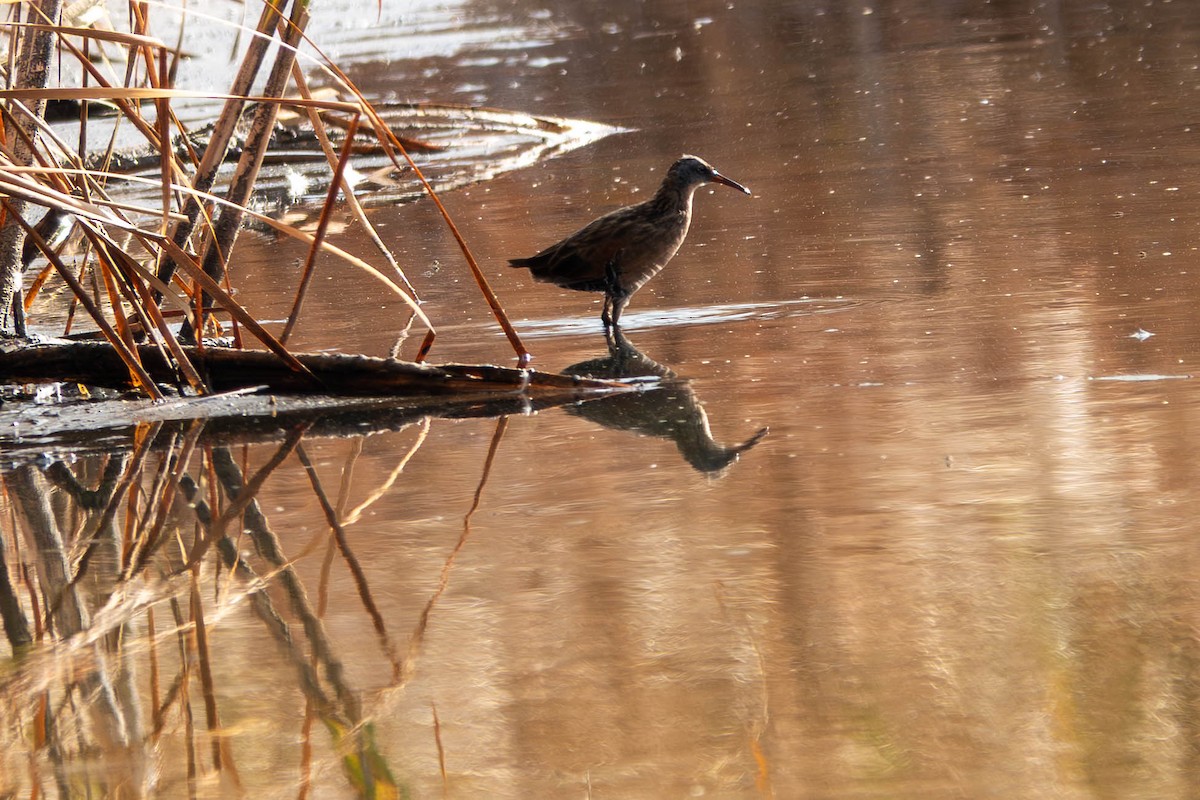Virginia Rail - ML641901658