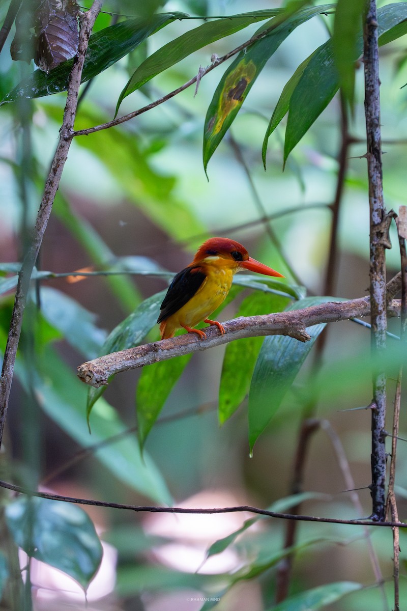 Rufous-backed Dwarf-Kingfisher - ML641901659