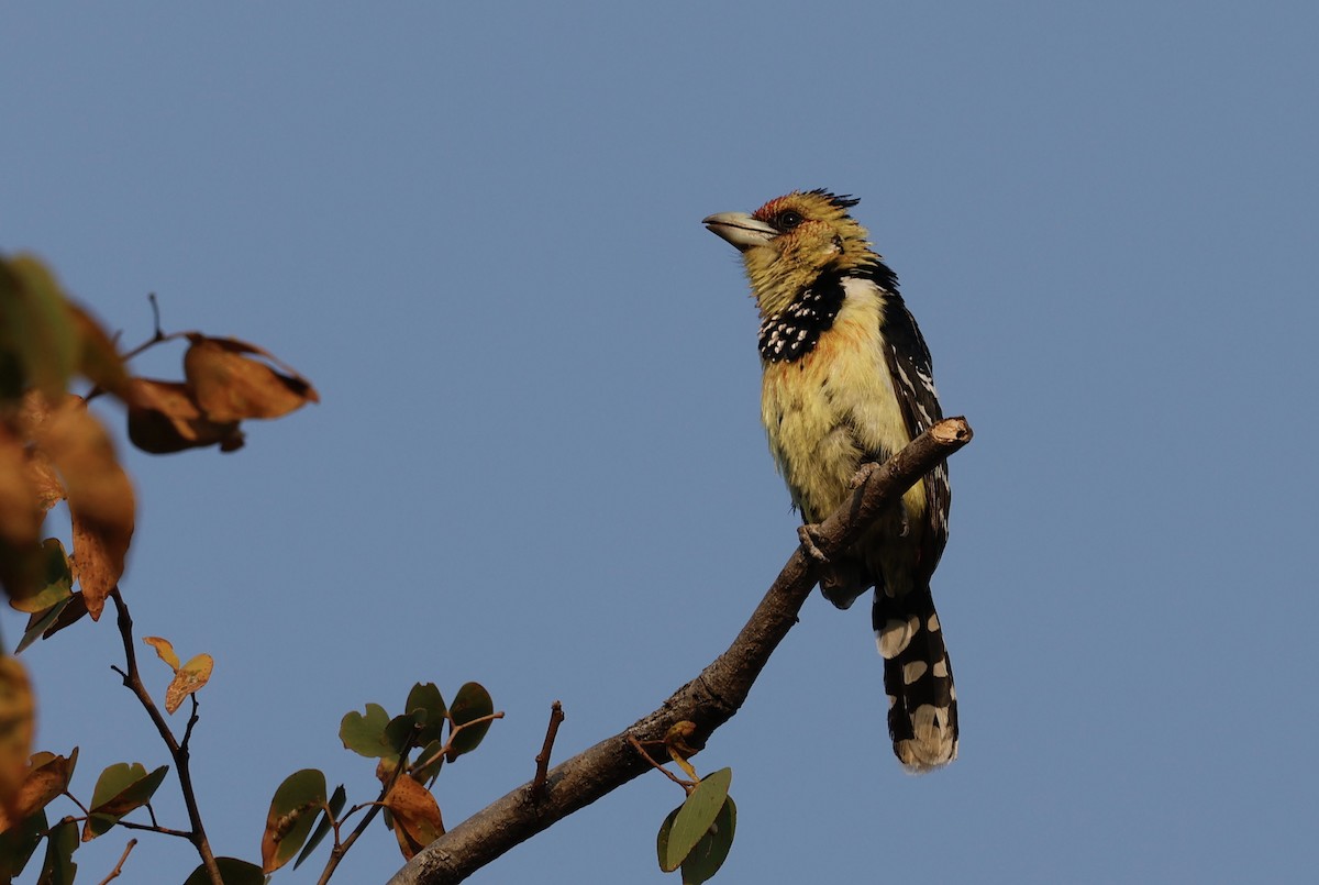 Crested Barbet - ML641901661