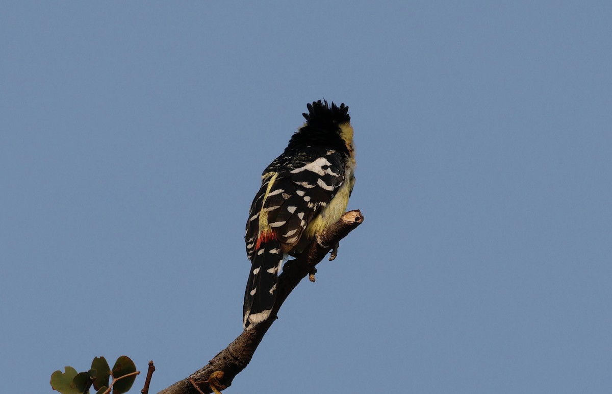 Crested Barbet - ML641901662