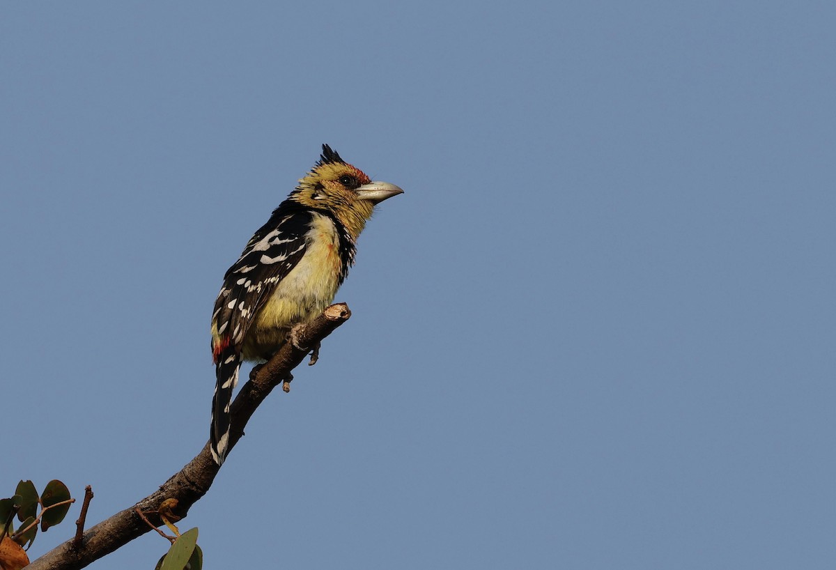 Crested Barbet - ML641901663