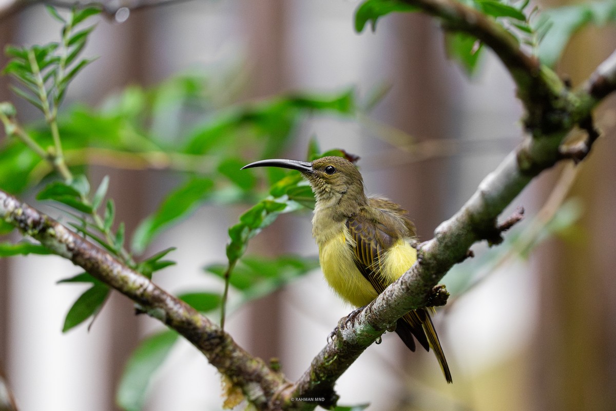 Thick-billed Spiderhunter - ML641901668