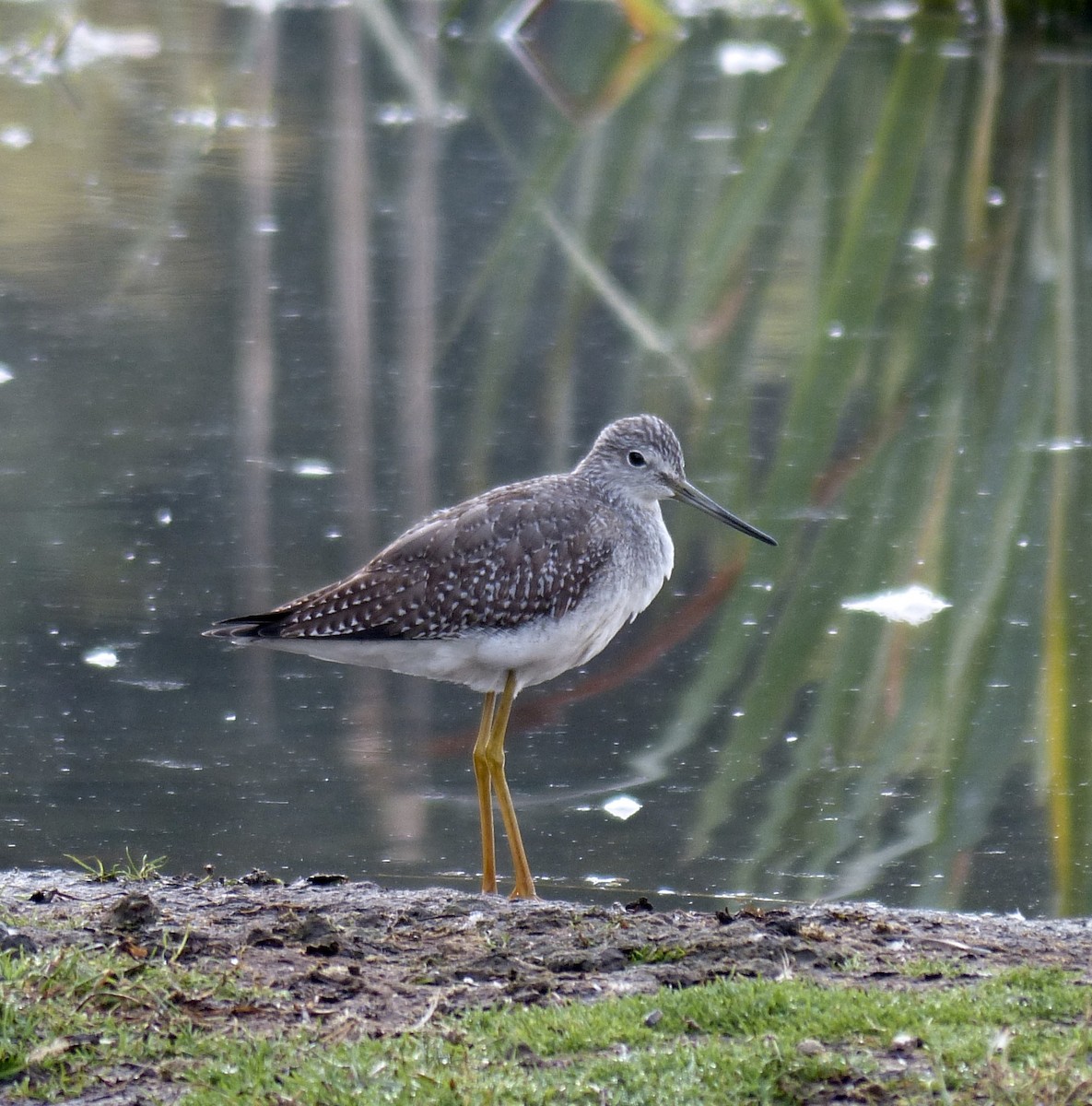 Greater Yellowlegs - ML641901672