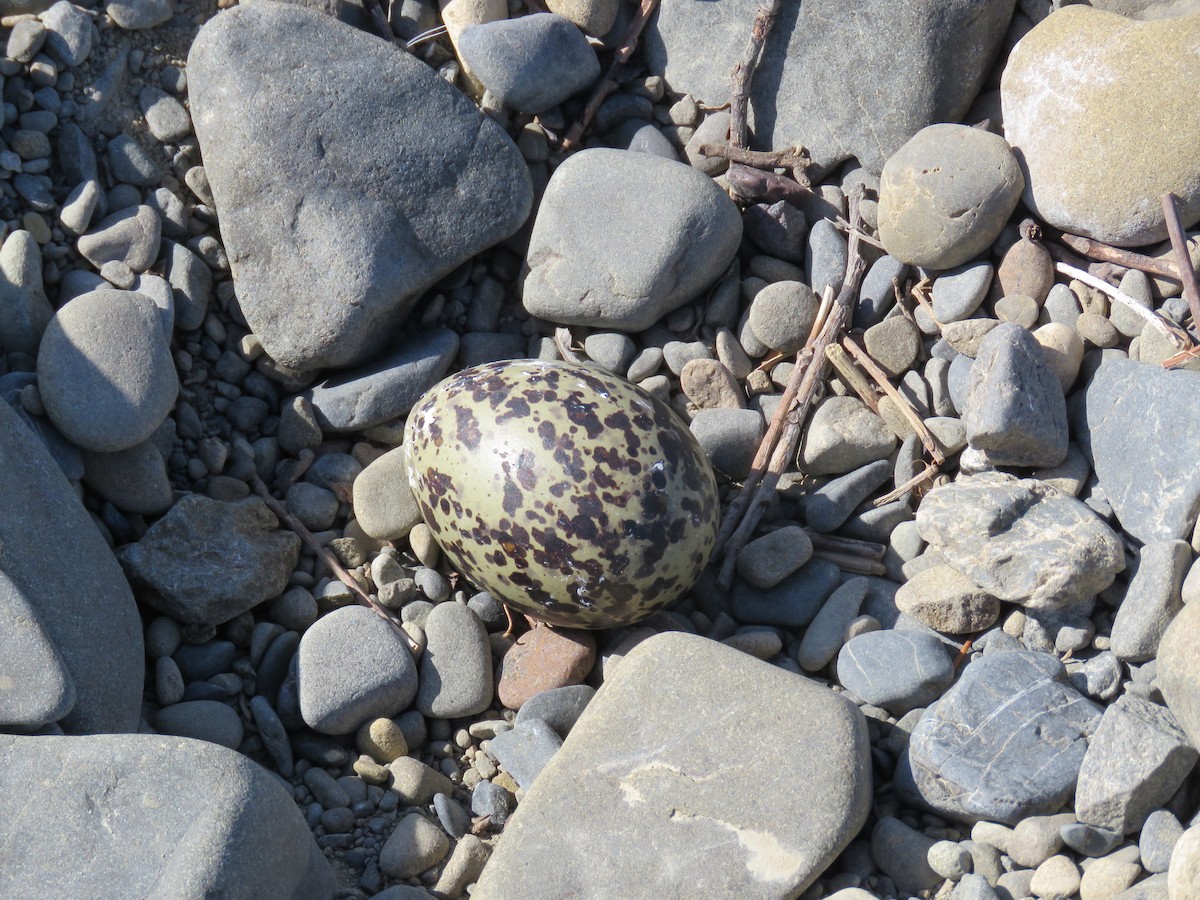 South Island Oystercatcher - ML641901718