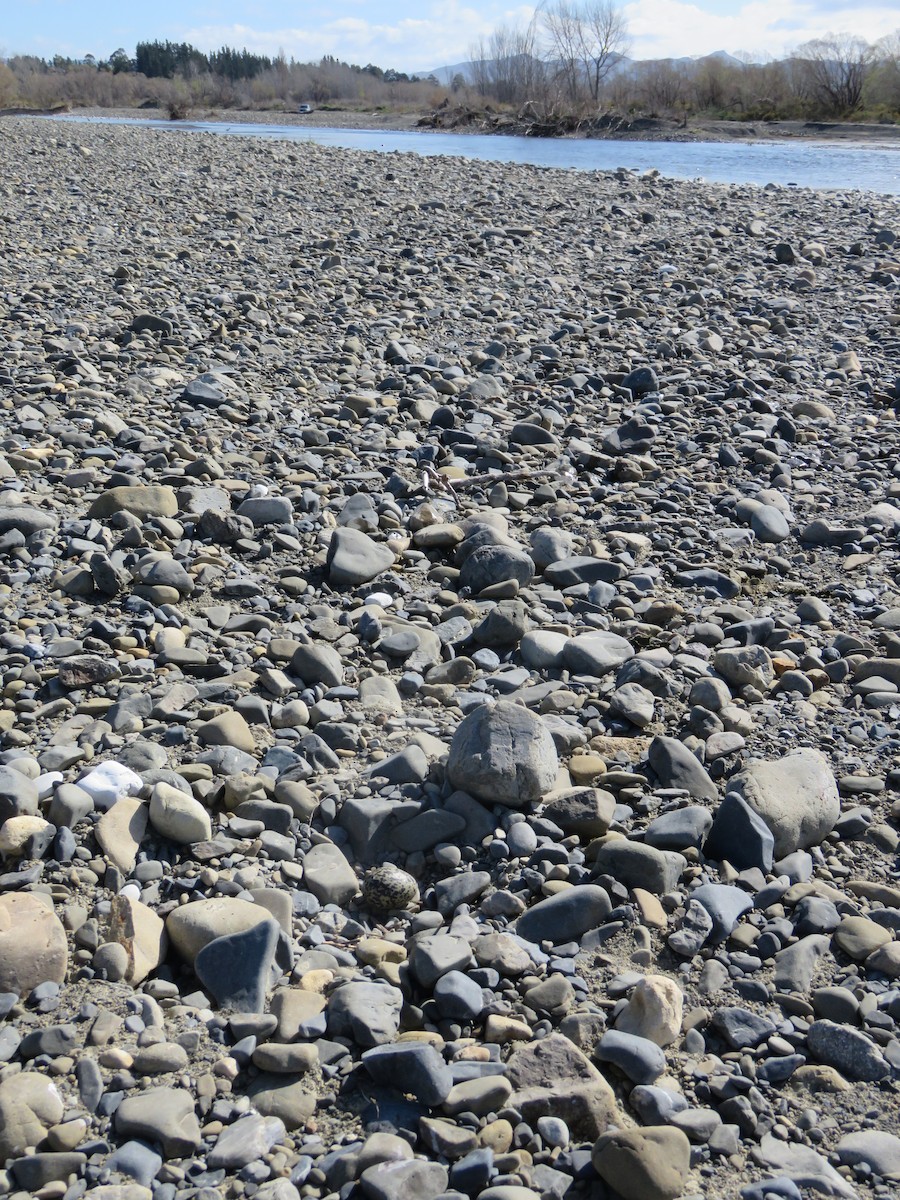 South Island Oystercatcher - ML641901723