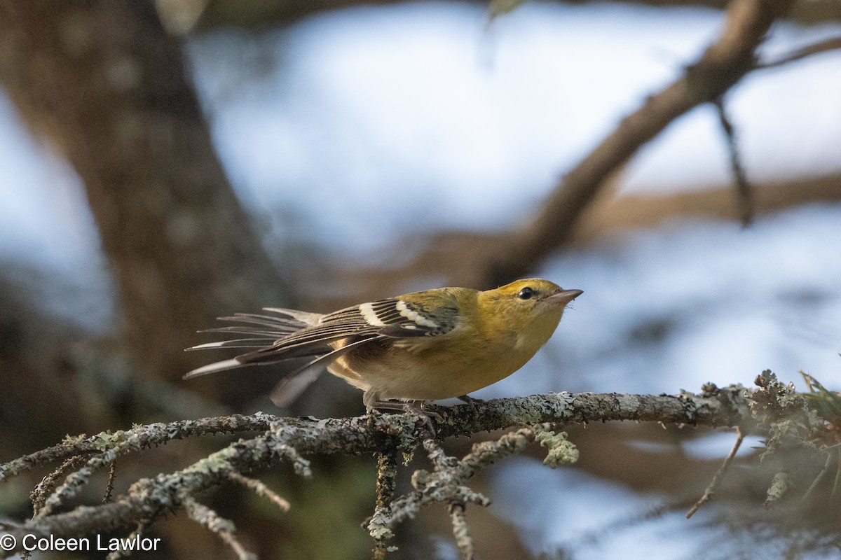 lesňáček kaštanový - ML641901737