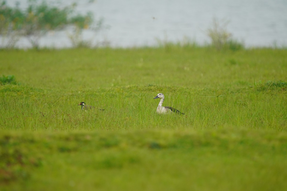 Knob-billed Duck - ML641901740