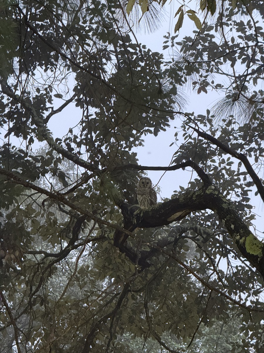 Cinereous Owl - ML641901787
