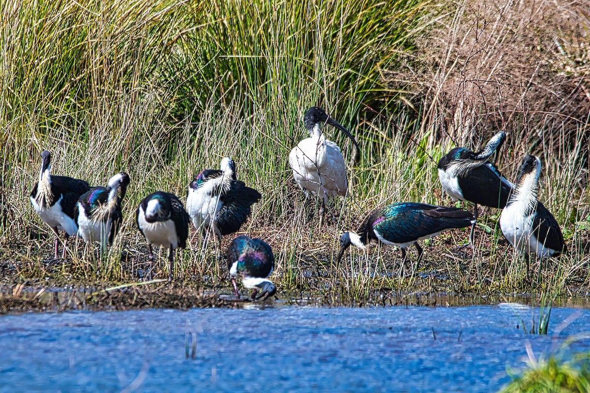 Straw-necked Ibis - ML641901795