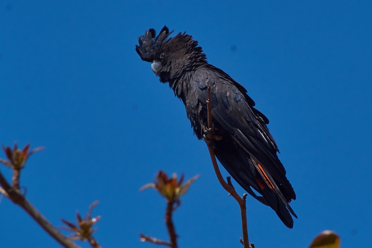 Red-tailed Black-Cockatoo - ML641901802