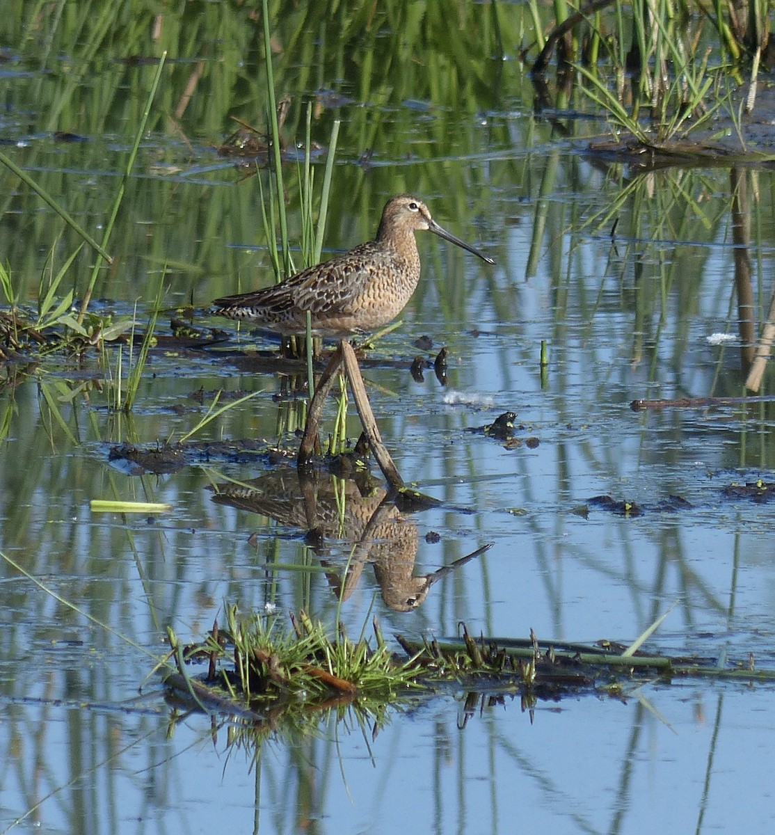 Long-billed Dowitcher - ML641901811