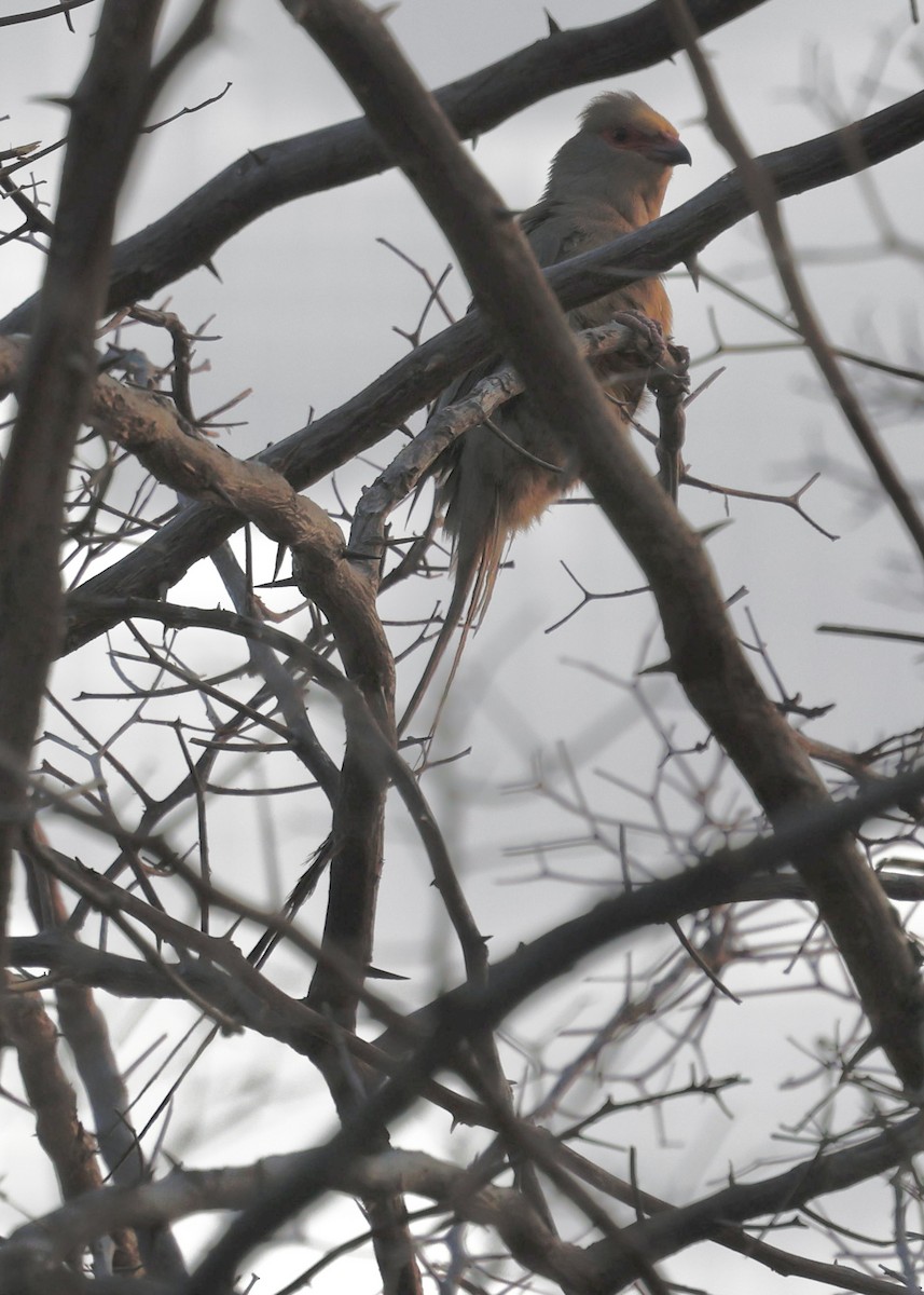 Red-faced Mousebird - ML641901826