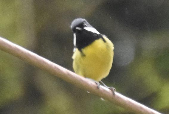 Yellow-bellied Tit - ML641901852