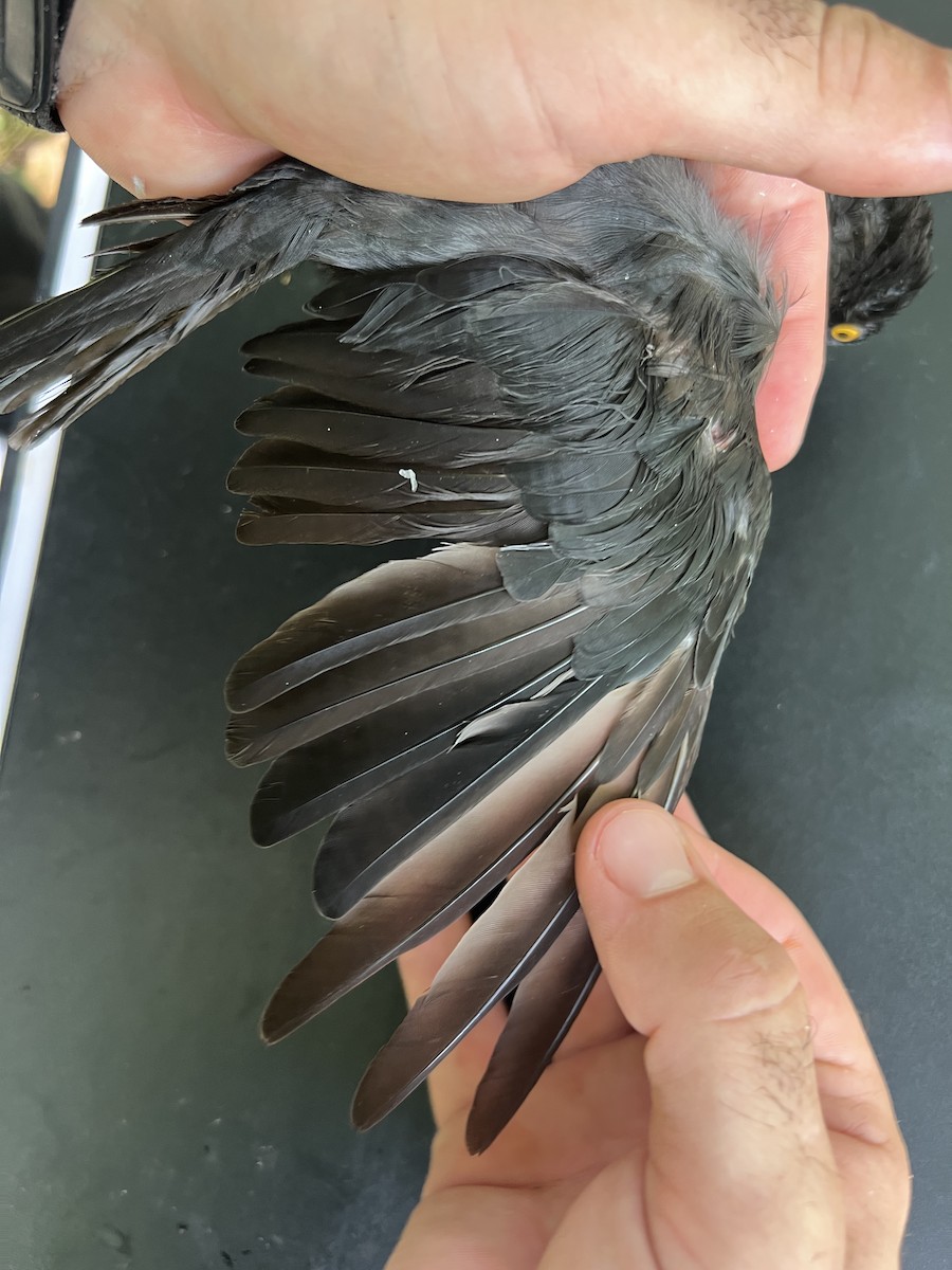 Micronesian Starling - ML641901856