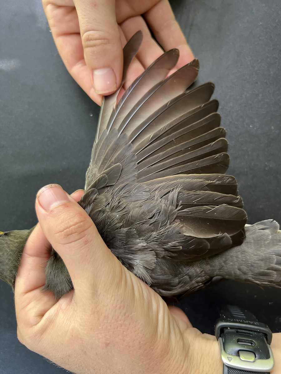 Micronesian Starling - ML641901857