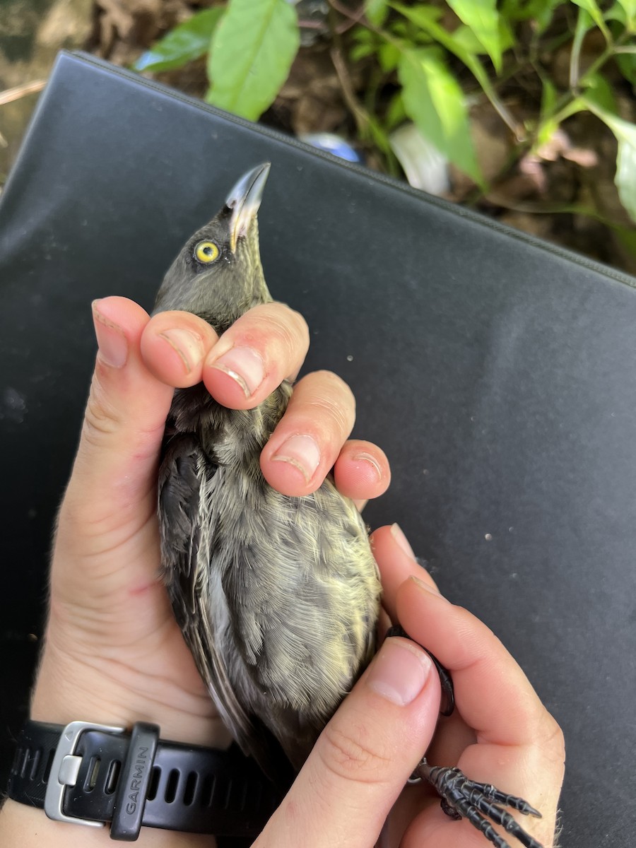 Micronesian Starling - ML641901859