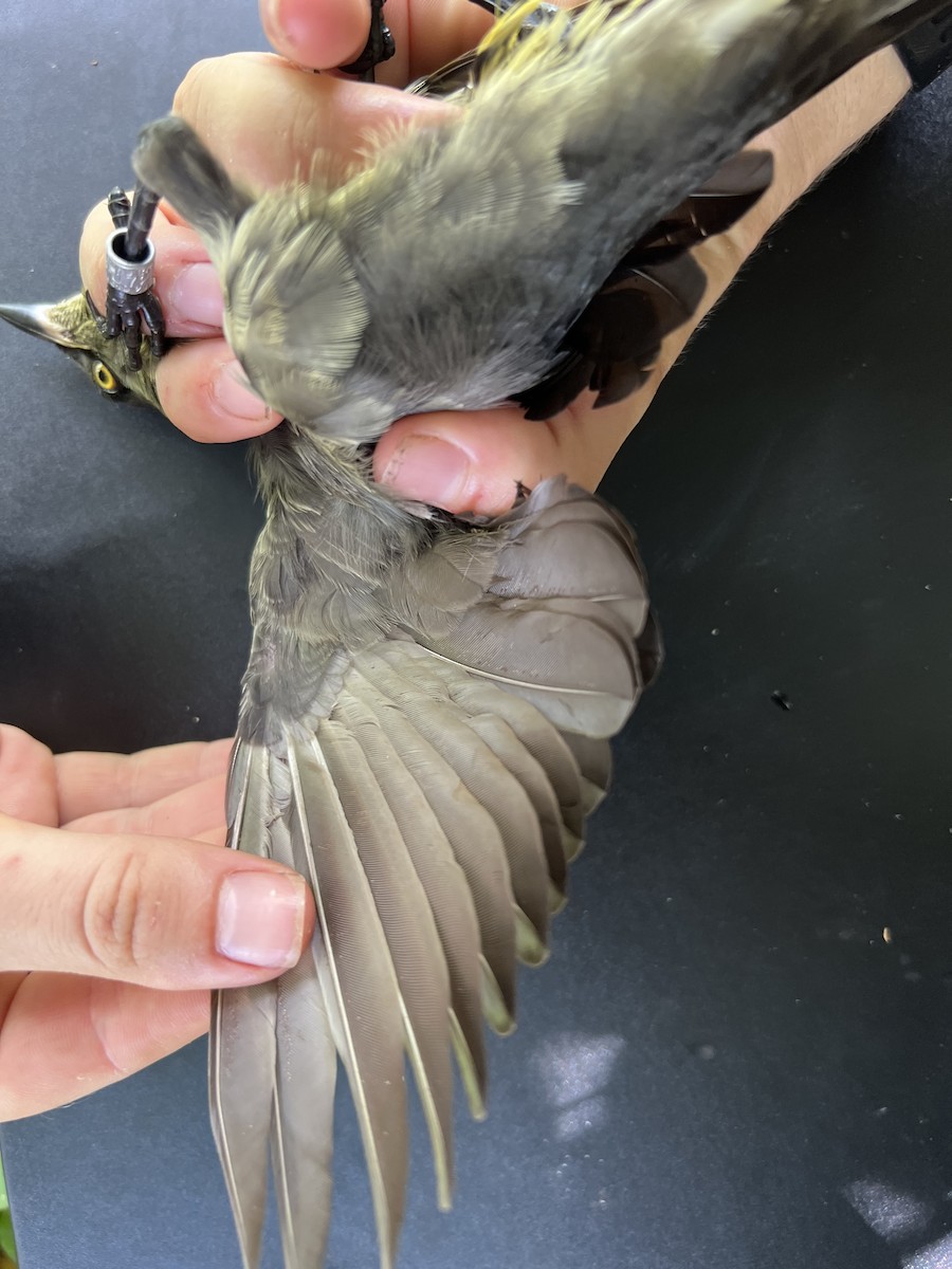 Micronesian Starling - ML641901860