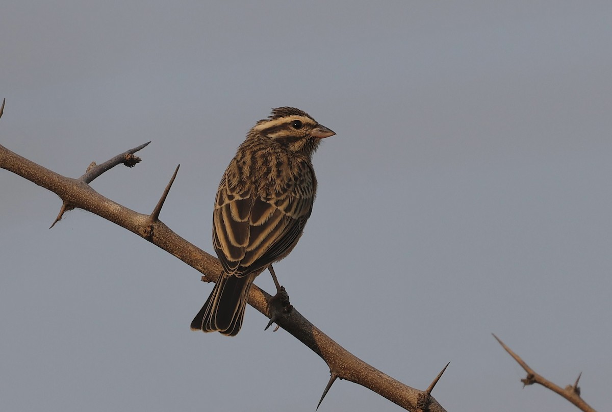 Cinnamon-breasted Bunting - ML641901861