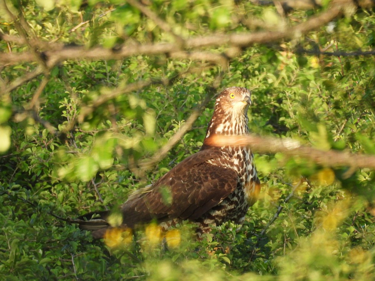 European Honey-buzzard - ML641901873