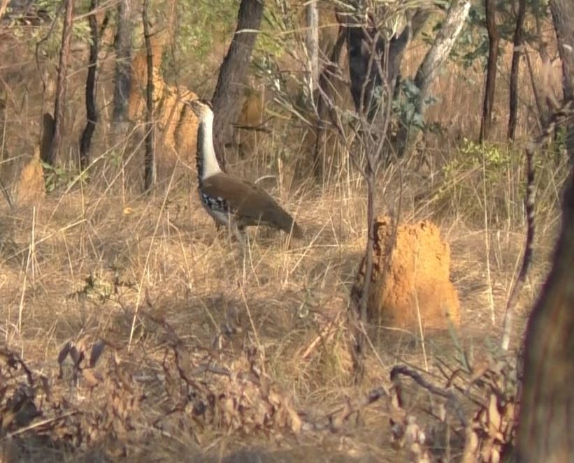 Australian Bustard - ML641901876