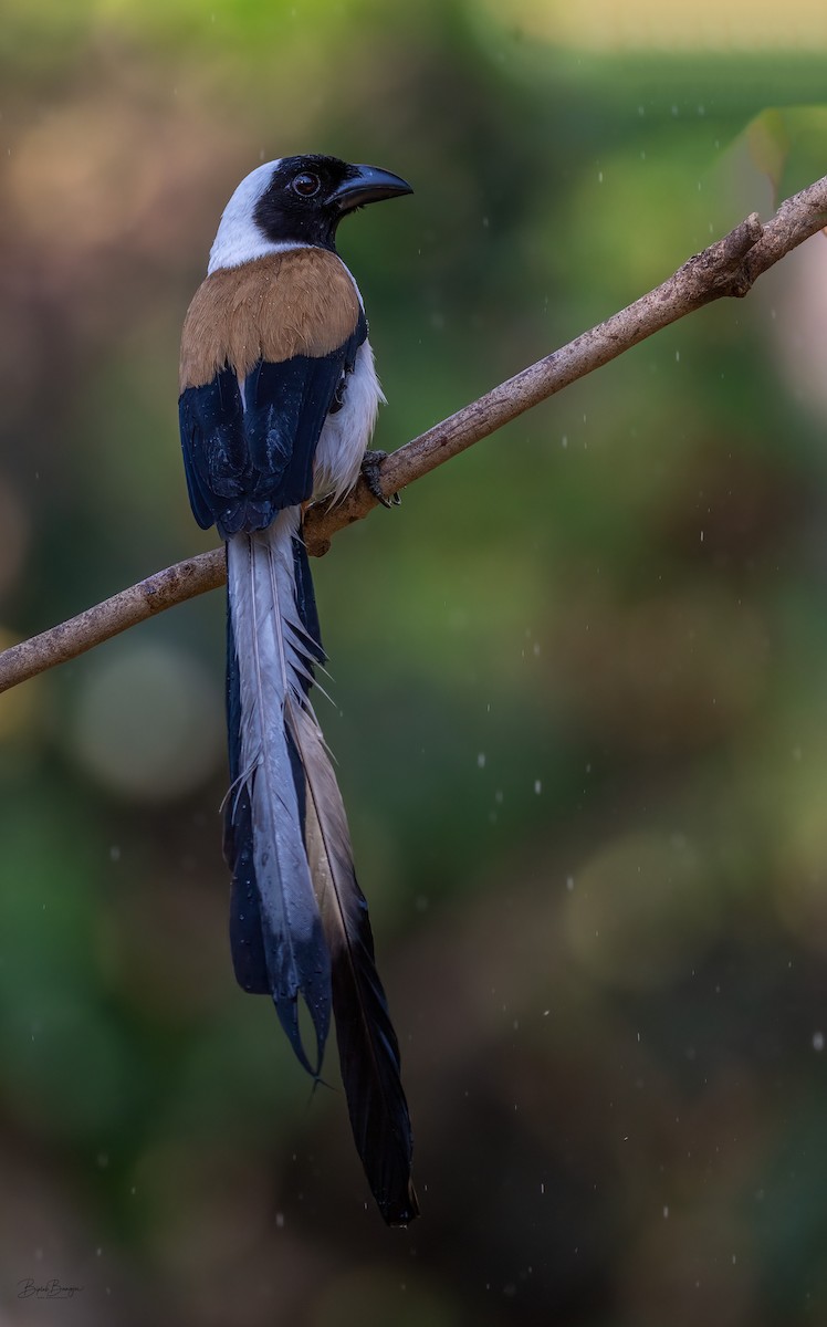 White-bellied Treepie - ML641901884