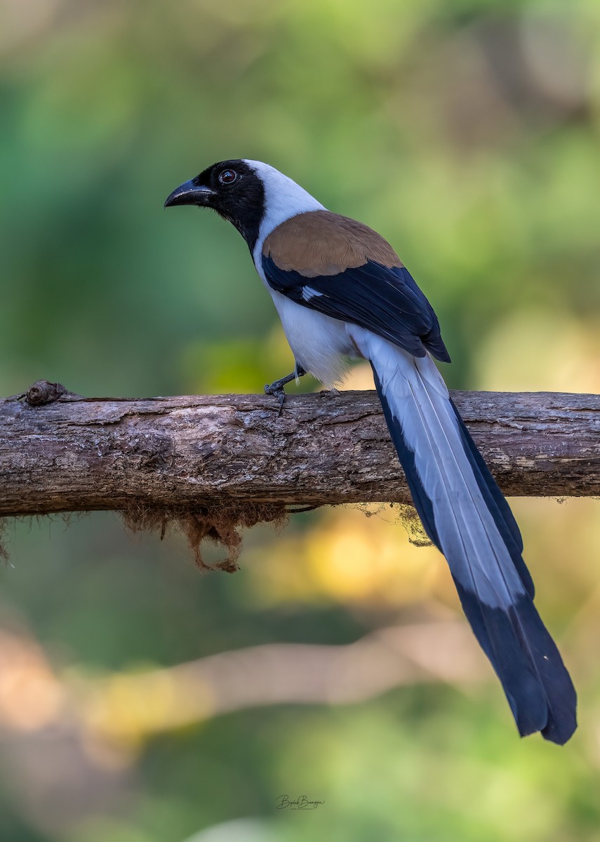 White-bellied Treepie - ML641901885