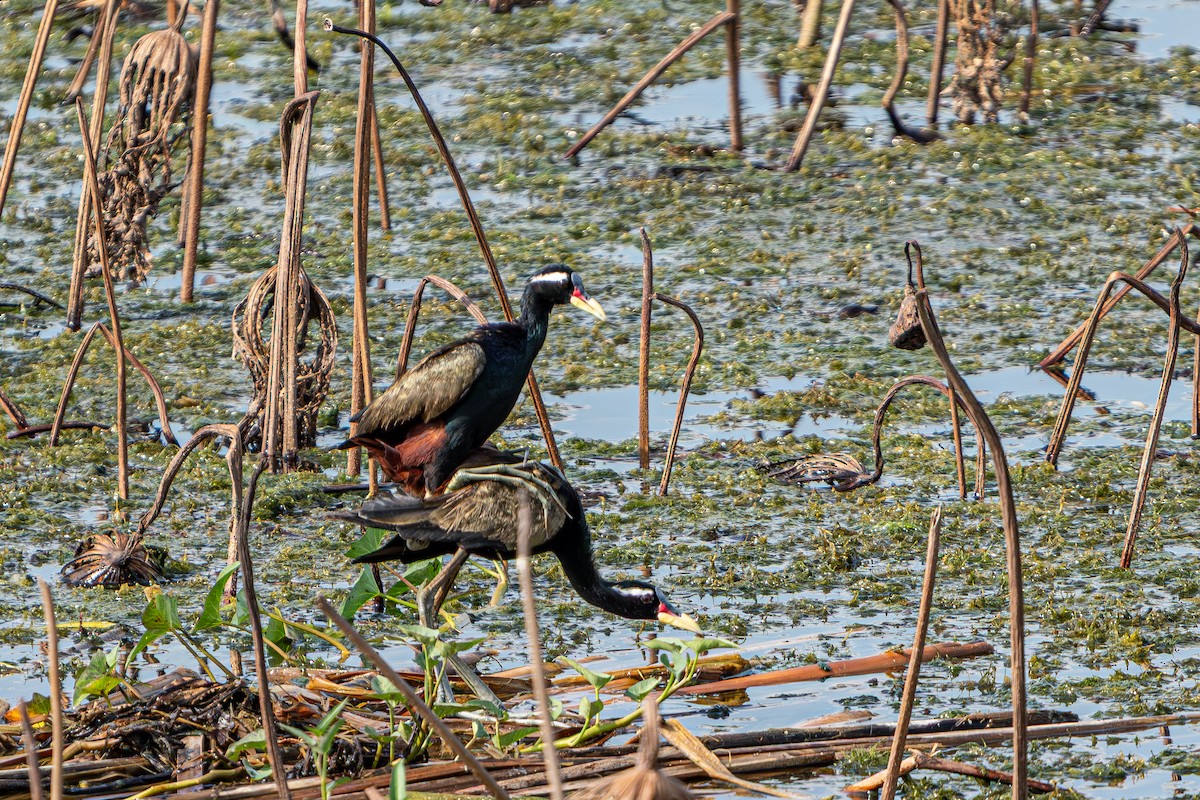 Bronze-winged Jacana - ML641901899