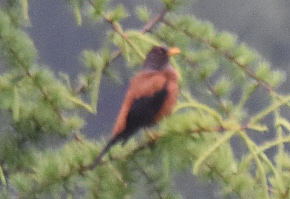 Chestnut Thrush - ML641901916