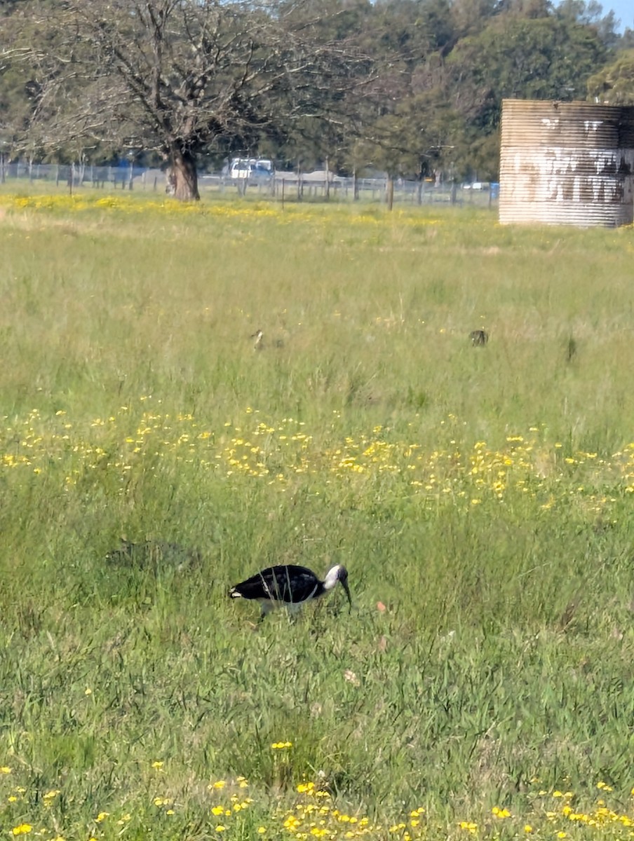 Straw-necked Ibis - ML641901922