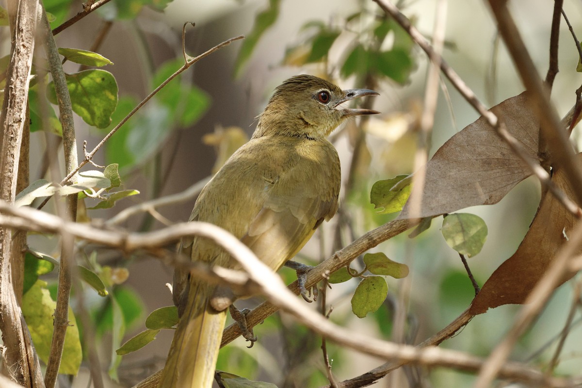 Yellow-bellied Greenbul - ML641901935