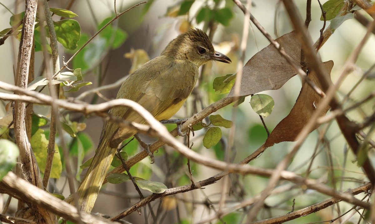 Yellow-bellied Greenbul - ML641901936