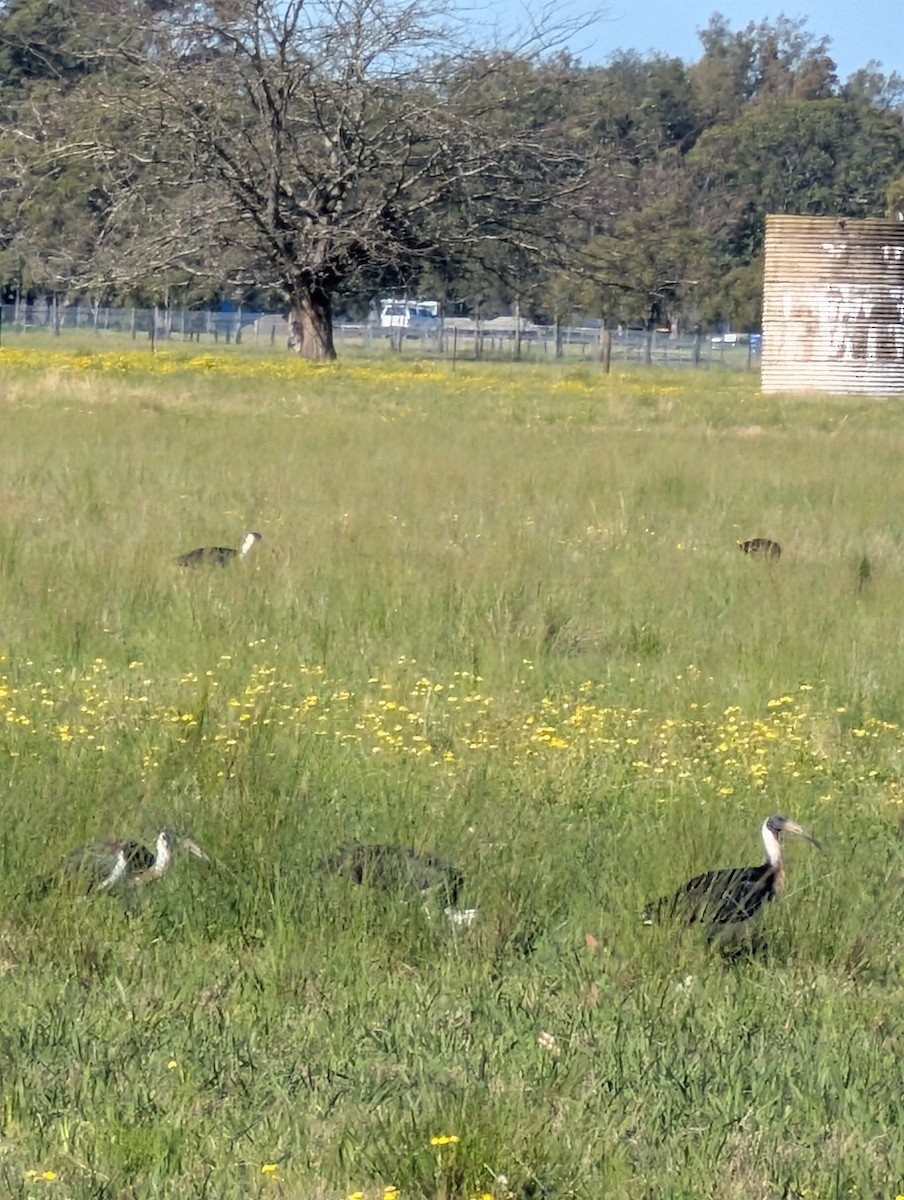 Straw-necked Ibis - ML641901937