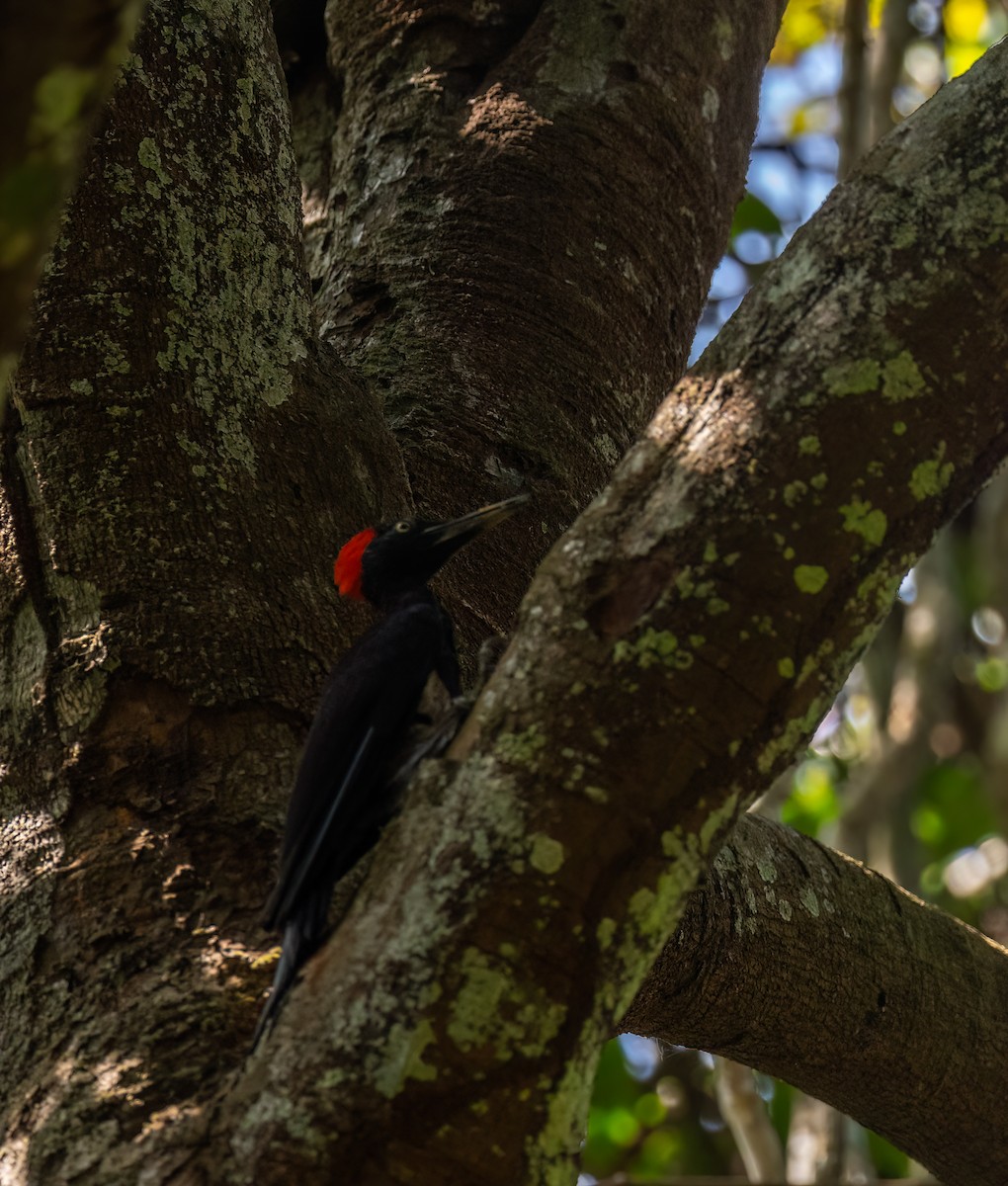 White-bellied Woodpecker - ML641901958