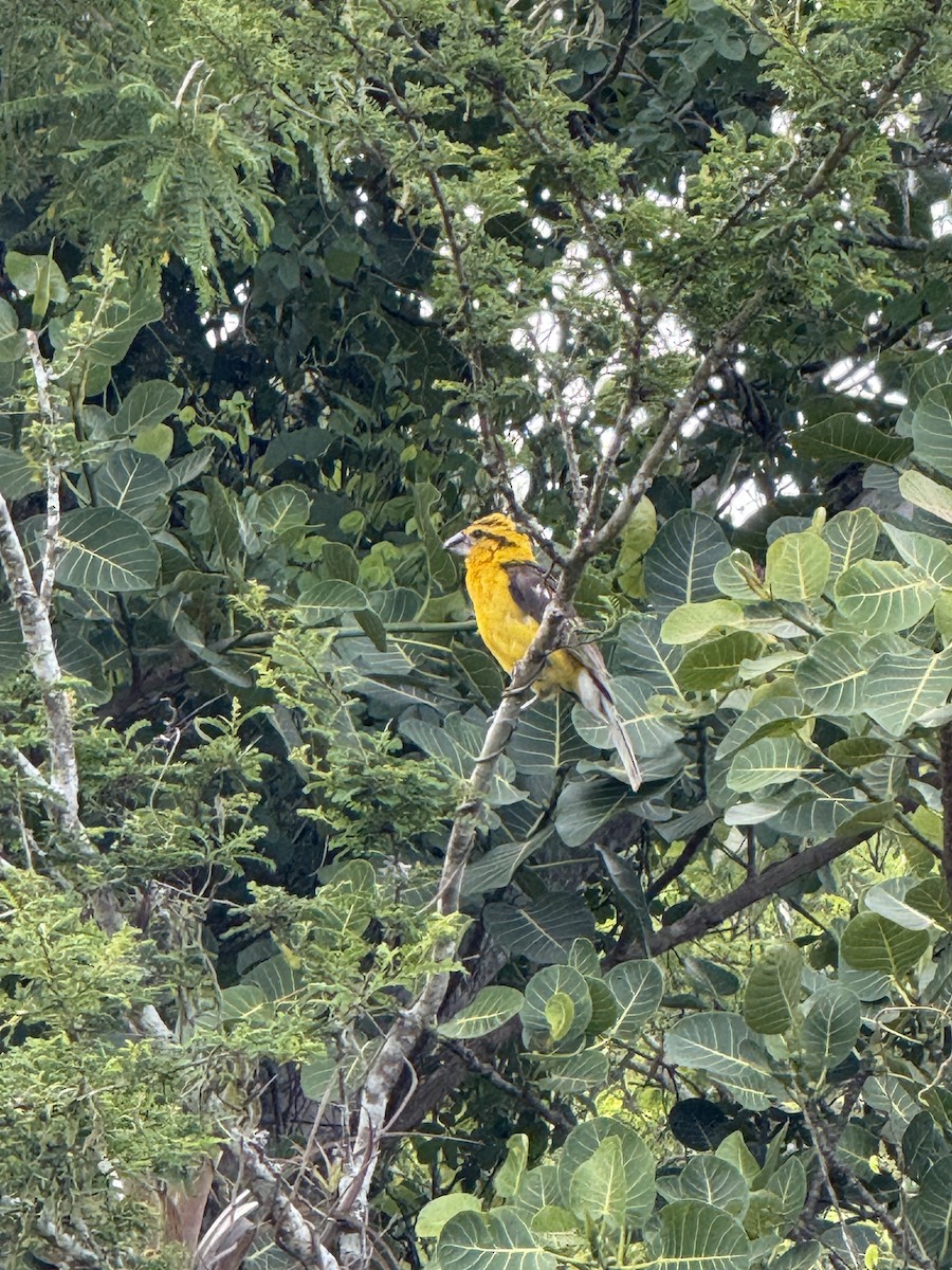 Yellow Grosbeak (Guatemalan) - ML641901961