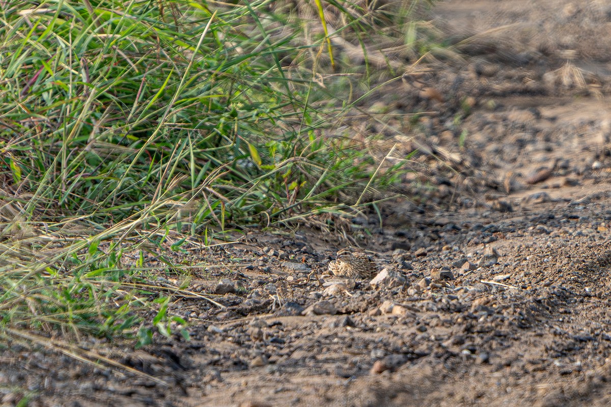 Rain Quail - ML641901963