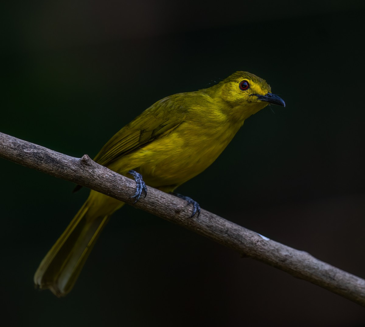 Yellow-browed Bulbul - ML641901977