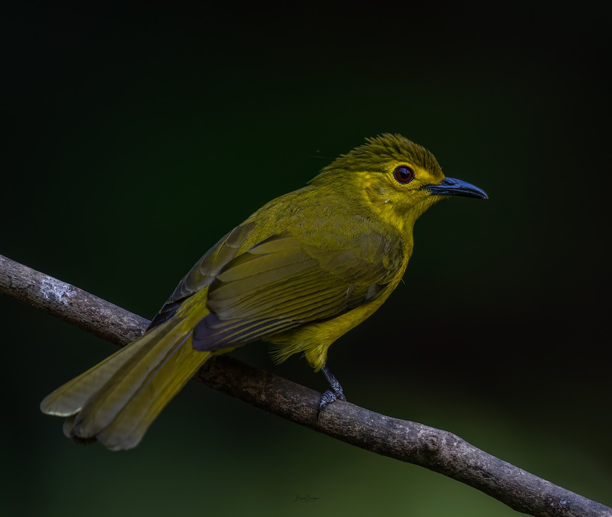 Yellow-browed Bulbul - ML641901978