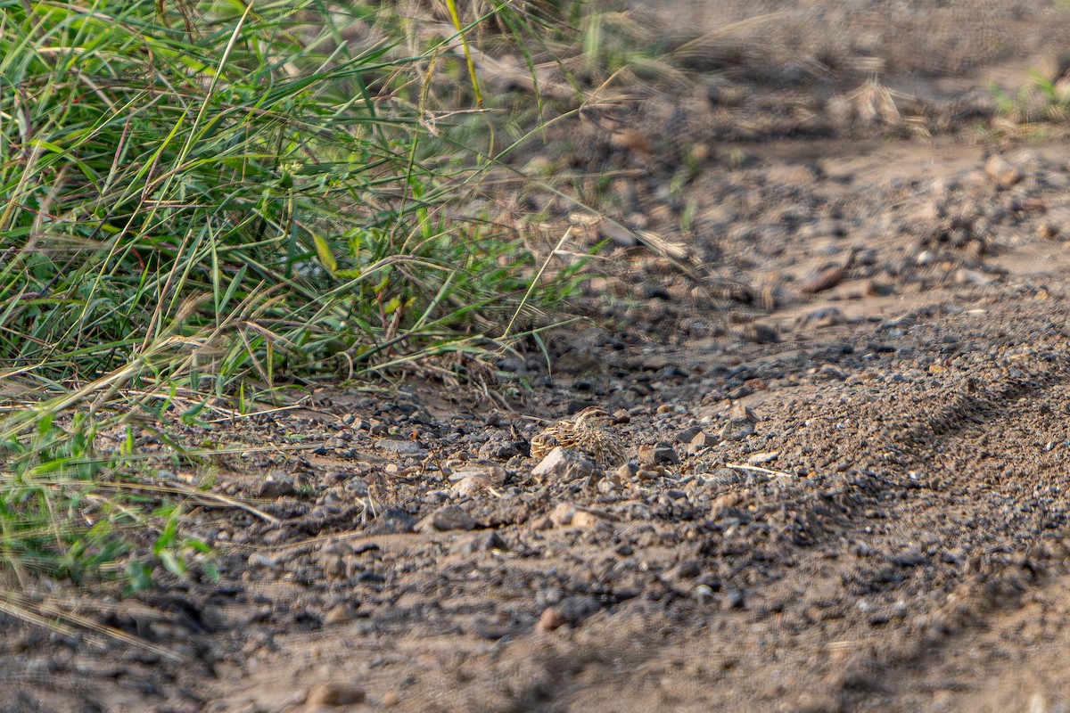 Rain Quail - ML641901979