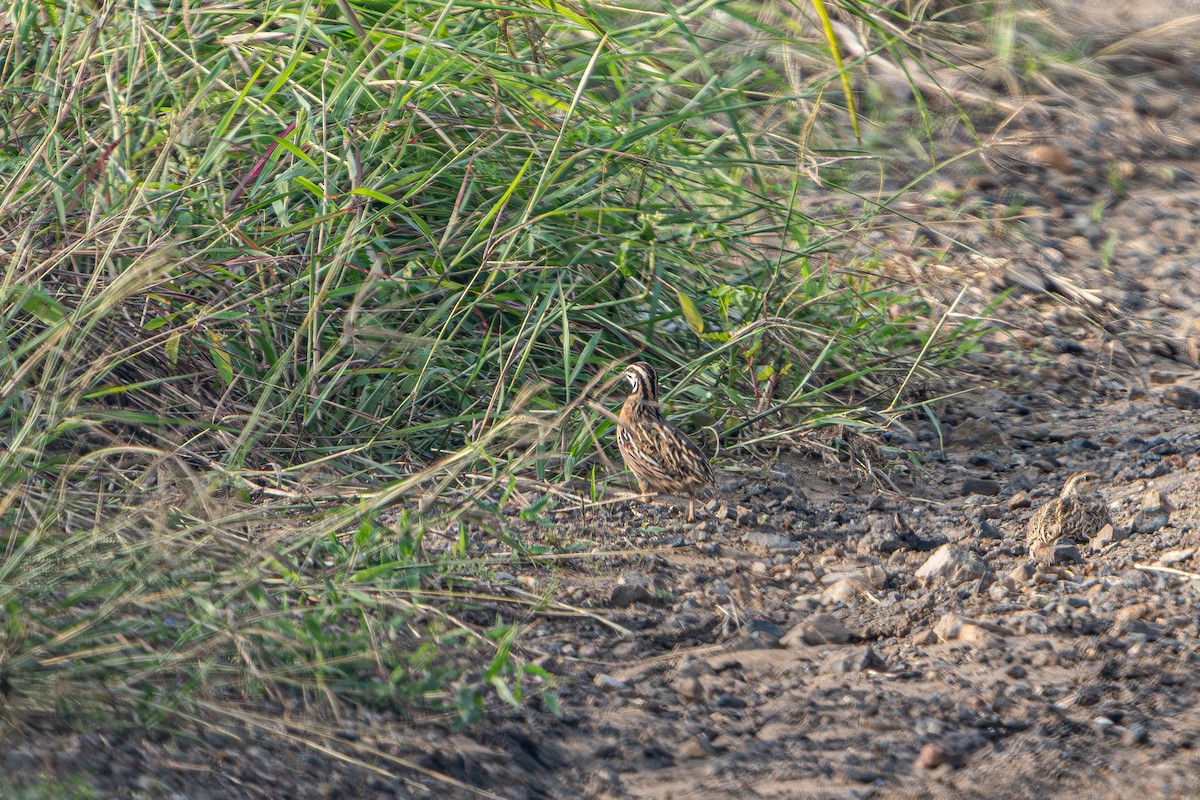 Rain Quail - ML641901981