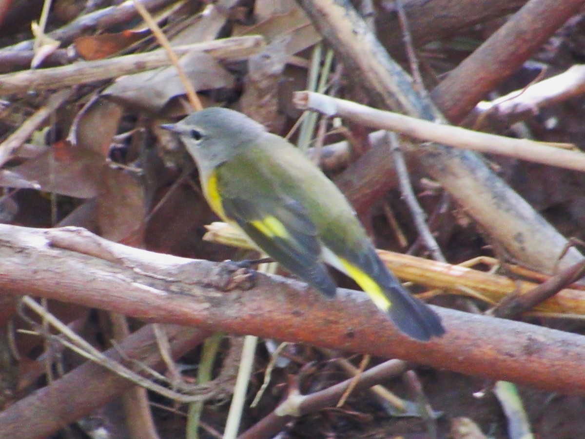 American Redstart - ML641901983