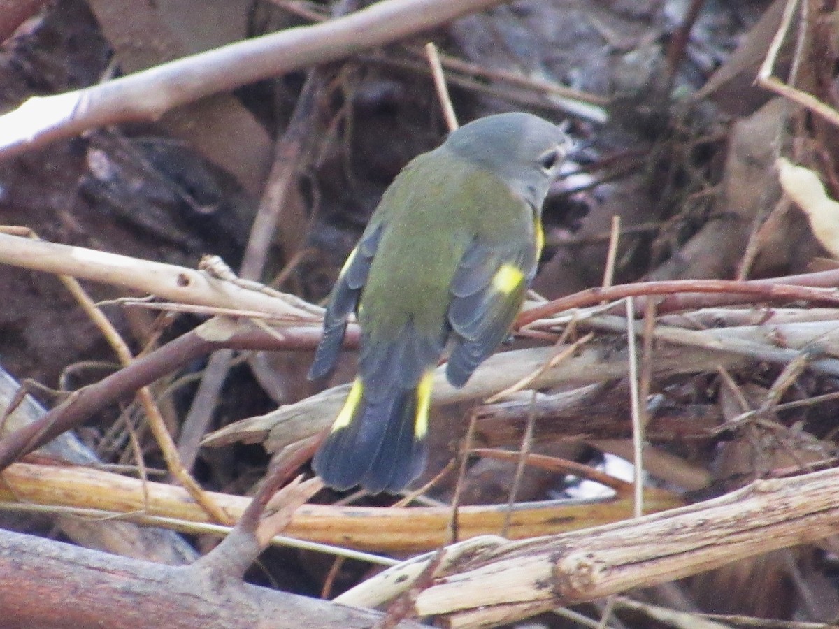 American Redstart - ML641901984