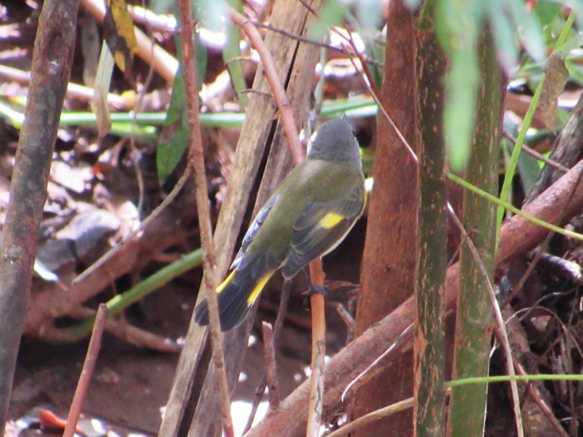 American Redstart - ML641901985