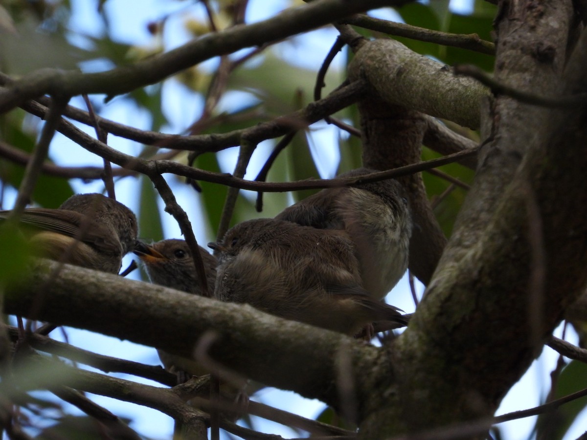 Brown Thornbill - ML641901997
